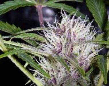Short Stuff Seeds - Auto Pink Grapefruit cannabis seed
