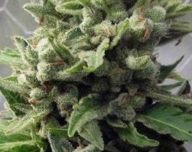 Short Stuff Seeds - Auto Spanish Diesel cannabis seed