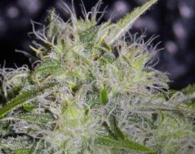 Short Stuff Seeds - Auto Yeti cannabis seed