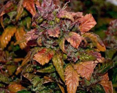 Short Stuff Seeds - Himalayan Blue Diesel Auto cannabis seed