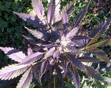 Short Stuff Seeds - MI-5 Auto cannabis seed