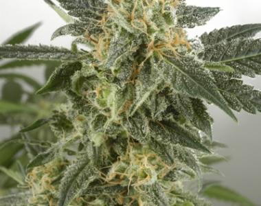 Short Stuff Seeds - Russian Rocket Fuel Auto cannabis seed