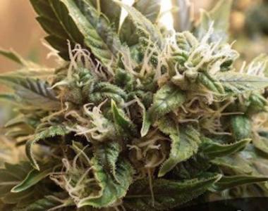 Short Stuff Seeds - Sharkbite Auto cannabis seed