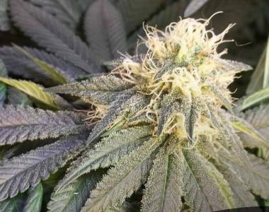Short Stuff Seeds - Short Stuff 1 Auto cannabis seed
