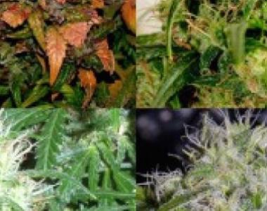 Short Stuff Seeds - Short Stuff Mix Auto cannabis seed