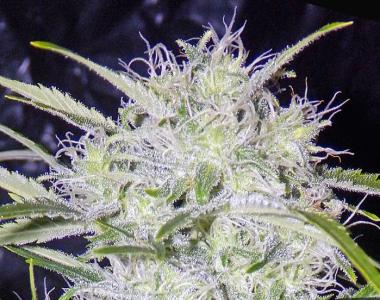 Short Stuff Seeds - Snowryder Auto cannabis seed