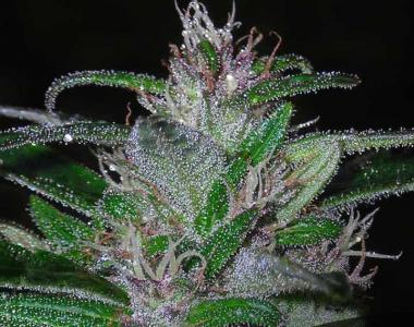 Short Stuff Seeds - Super Cali Haze Auto cannabis seed