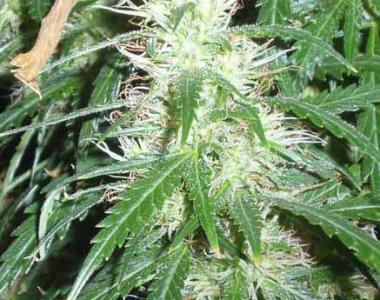 Short Stuff Seeds - Super Stinky Auto cannabis seed