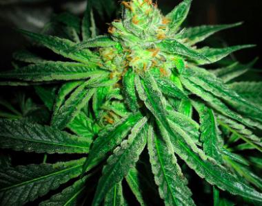 Sick Meds - Chupacabra cannabis seed