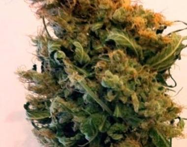 Simply Female Seeds - Honey Haze cannabis seed