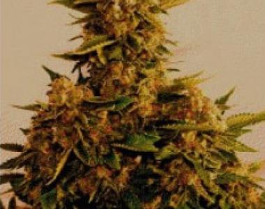 Simply Female Seeds - Mega Lemonista cannabis seed