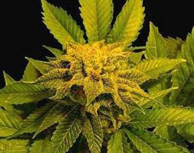Soma Seeds - Afghan Delight cannabis seed
