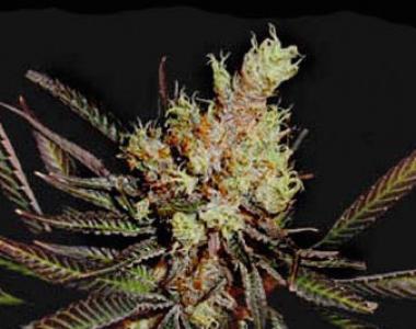 Soma Seeds - Amethyst Bud cannabis seed