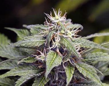 Soma Seeds - Amnesia Haze cannabis seed