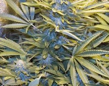 Soma Seeds - Big Kahuna cannabis seed