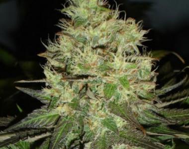 Soma Seeds - Citralah cannabis seed