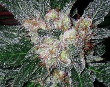 Soma Seeds - G13 Haze x Amethyst Bud cannabis seed