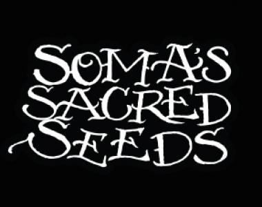 Soma Seeds - G13 Haze x Somango cannabis seed