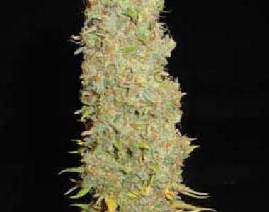 Soma Seeds - Kahuna cannabis seed