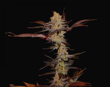 Soma Seeds - Lavender cannabis seed
