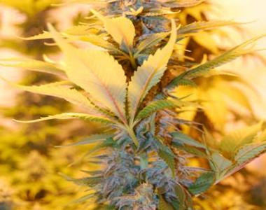 Soma Seeds - Rock Bud cannabis seed