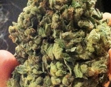 Soma Seeds - So G Kush cannabis seed