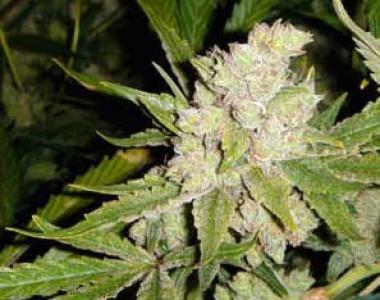 Soma Seeds - Sogouda cannabis seed