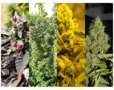 Southern Star Seeds - All Stars cannabis seed