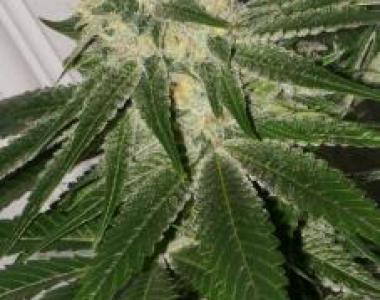Southern Star Seeds - Chung Lee cannabis seed