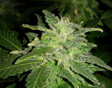 Southern Star Seeds - Double Affie cannabis seed