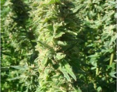 Southern Star Seeds - GG Allin cannabis seed