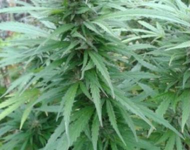 Southern Star Seeds - Gold Rush cannabis seed