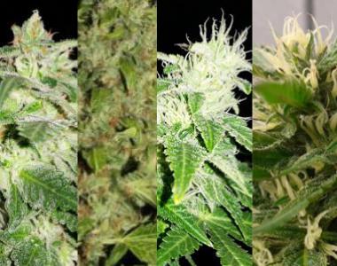 Southern Star Seeds - Hybrid All Stars cannabis seed