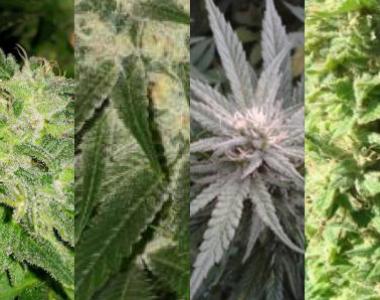 Southern Star Seeds - Indica All Stars cannabis seed