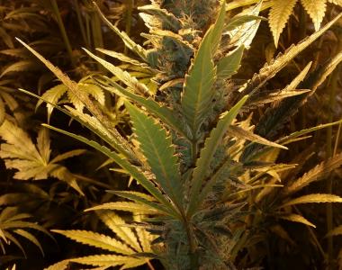 Southern Star Seeds - Iron Duke cannabis seed