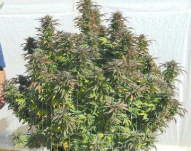 Southern Star Seeds - Nice Chunk cannabis seed
