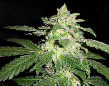 Southern Star Seeds - Orange Drop cannabis seed