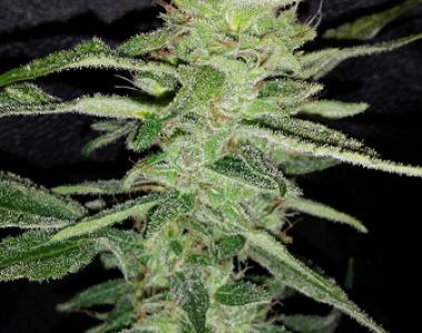 Southern Star Seeds - Public Image cannabis seed