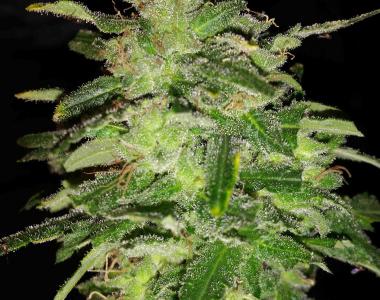 Southern Star Seeds - Purple Cheese cannabis seed