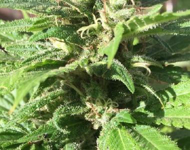 Southern Star Seeds - Redd Kross cannabis seed