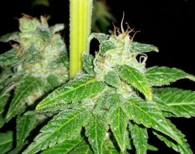 Southern Star Seeds - Rhino Cookies cannabis seed