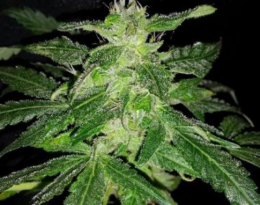Southern Star Seeds - Skunk Star cannabis seed