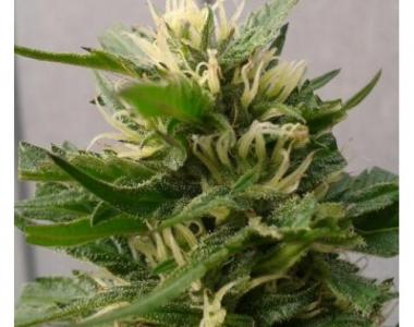 Southern Star Seeds - Super Deluxe cannabis seed