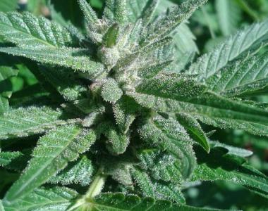 Southern Star Seeds - Texas Guinan cannabis seed
