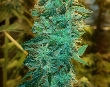 Southern Star Seeds - Turners Bush cannabis seed