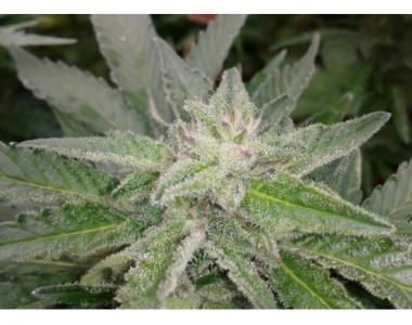 Southern Star Seeds - Wizz Fizz cannabis seed