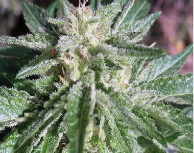 Southern Star Seeds - Yorker cannabis seed