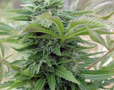 Spliff Seeds - Afghan cannabis seed