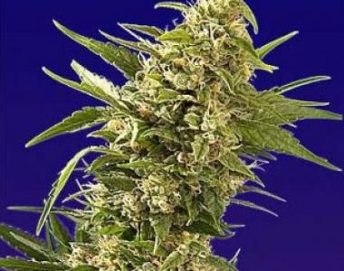 Spliff Seeds - Afghani Gold cannabis seed