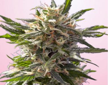 Spliff Seeds - Crystal White cannabis seed